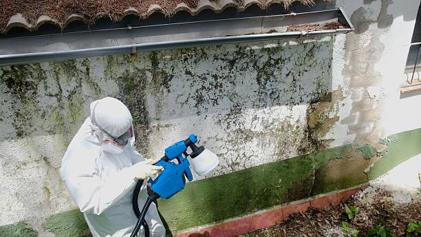 Top rated local Basement Mold Removal specialists in Claysburg, PA